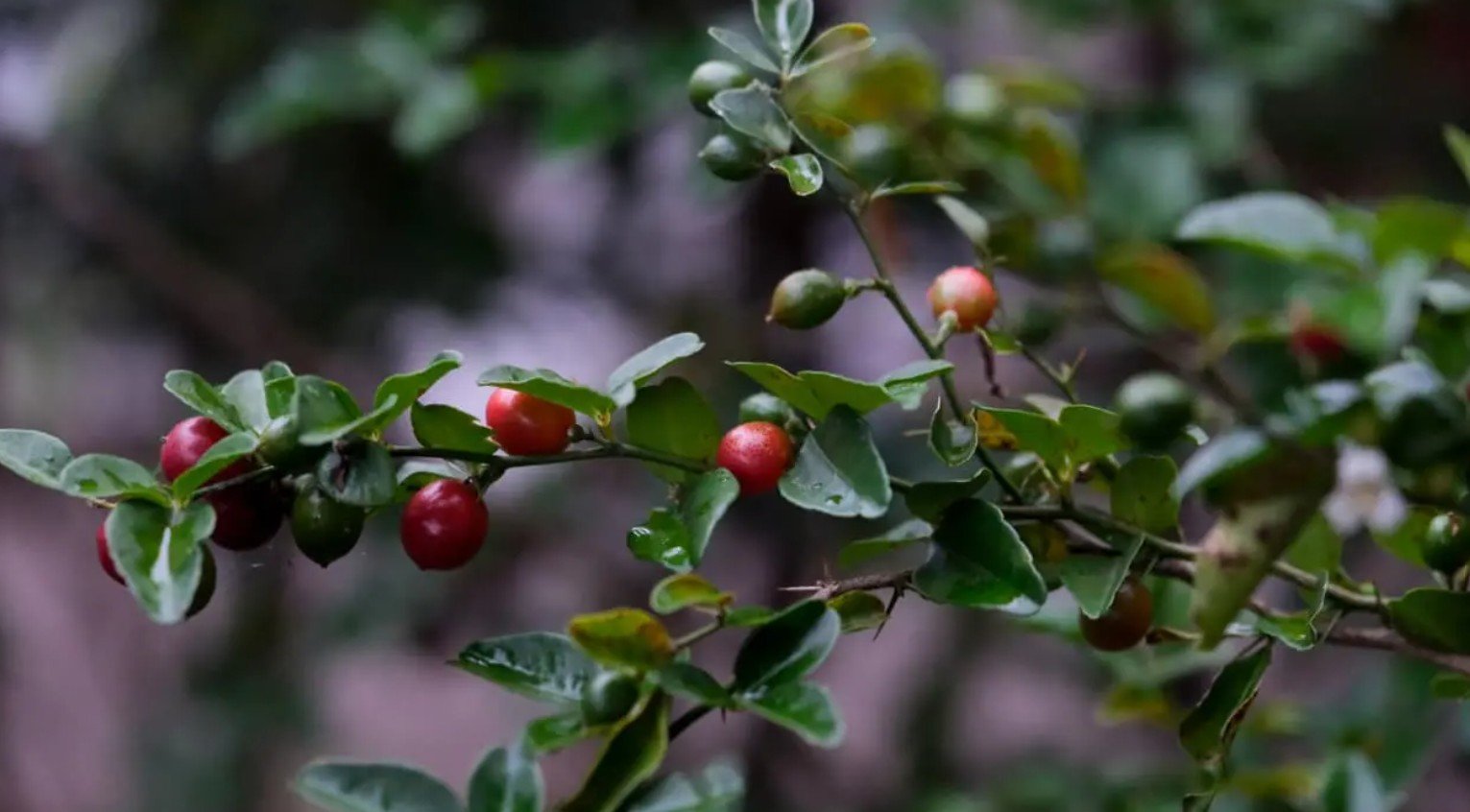 Buah ajaib berbentuk lonjong merah seperti biji kopi. (Foto: Biro Komunikasi Kementrian Pariwisata)