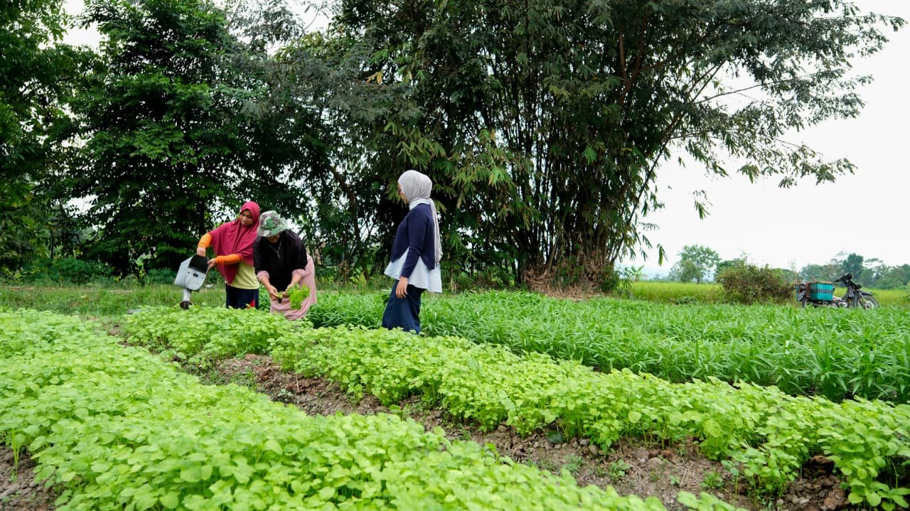 Agrowisata di Desa Wisata Tamanmartani Yogyakarta. (Foto: Biro Komunikasi Kementrian Pariwisata)